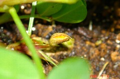 蕾も見っけ!。クリックすると大きくなります。r