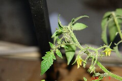 花が付いているのが10段目の花房、その先に第11花房。クリックすると大きくなります。r
