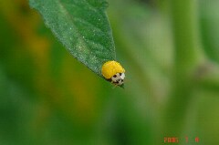 黄色いちっちゃなテントウムシ。クリックすると大きくなります。r
