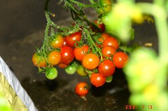 ミニキャロル、一房に大量です。クリックすると大きくなります。r