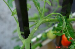 アイコの茎に雹が当たった痕。クリックすると大きくなります。r