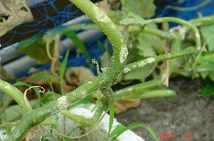きゅうりの茎も雹の傷跡が生々しいです。クリックすると大きくなります。r