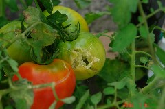 雹が直撃の大玉トマト。クリックすると大きくなります。r