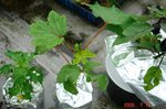 DSC08085.jpg
