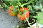 DSC08093.jpg