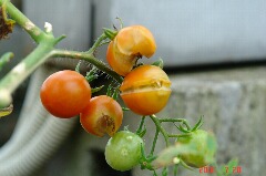 ミニキャロルの実もぱっくり割れてます。クリックすると大きくなります。r