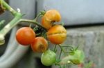 DSC08094.jpg