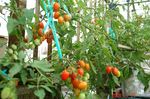 DSC08096.jpg