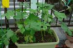 DSC08115.jpg