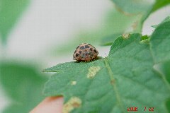 正面から。可愛い顔して害虫です。クリックすると大きくなります。r