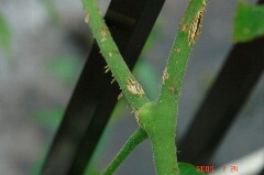 雹被害の傷口はそのままです。クリックすると大きくなります。r