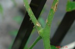 DSC08134.jpg