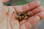 カタツムリも収穫。クリックすると大きくなります。