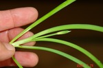 花芽発見!クリックすると大きくなります。