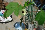水耕島オクラの一番花。クリックすると大きくなります。r