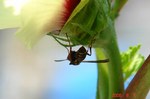 花の裏に蜂が居ました。クリックすると大きくなります。r