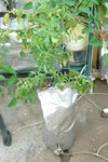 DSC08387.jpg