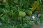 DSC08418.jpg