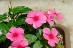 DSC08438.jpg
