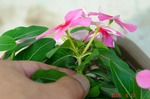 DSC08455.jpg