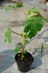 DSC08819.jpg