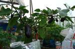 DSC08916.jpg