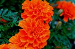 DSC08967.jpg