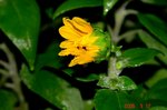 DSC08973.jpg
