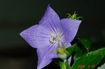 DSC08978.jpg