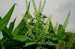 DSC09044.jpg