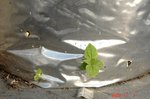 DSC09523.jpg