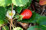 DSC09684.jpg
