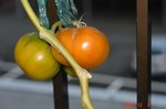 DSC09856.jpg