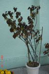 DSC100228.jpg