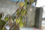 DSC100230.jpg