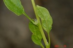 DSC100275.jpg