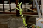 DSC100276.jpg