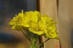 DSC100327.jpg