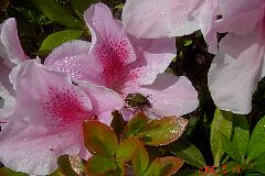 〓ピンクの花のつつじ。クリックすると大きくなります。t