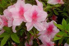 〓、〓と同じ株のつつじの花。クリックすると大きくなります。t