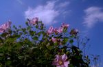 DSC06428.jpg