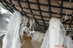 水耕福地ホワイトの根っこ