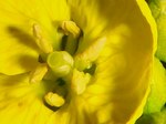 菜花のしべ
