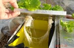 水耕美味タスの根っこ