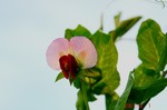 絹さやの紅花