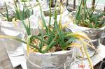 福地ホワイトニンニク袋植え