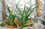福地ホワイトニンニク水耕栽培