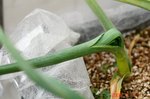 福地ホワイトニンニク筒状葉っぱ1