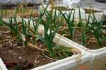 福地ホワイトニンニクコンテナ植え