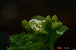 菜花に雨粒1